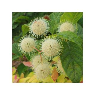 Cephalanthus occidentalis 'Fiber Optics' – Gombvirág cserje