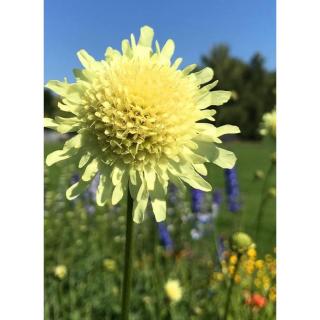Cephalaria gigantea – Óriás fejvirág