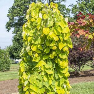 Cercis canadensis 'Golden Falls' – Júdásfa