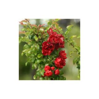 Chaenomeles japonica 'Red Joy' – Piros virágú japánbirs