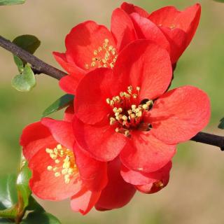 Chaenomeles japonica 'Sargentii' – Narancspiros japánbirs