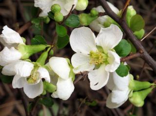 Chaenomeles x superba 'Jet Trail' - Fehér virágú japánbirs