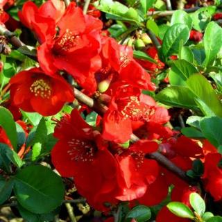 Chaenomeles x superba 'Red Trail' – Piros színű japánbirs