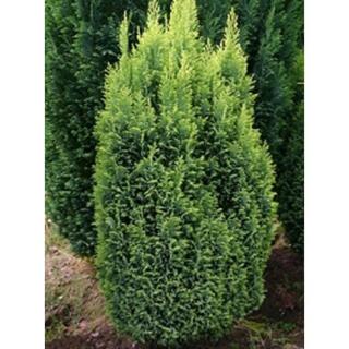 Chamaecyparis lawsoniana 'Ellwood's Gold' - Arany oregoni hamisciprus