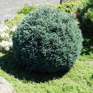 Chamaecyparis pisifera 'Blue Moon'® – Szavára hamisciprus