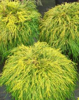 Chamaecyparis pisifera 'Sungold' – Aranyszínű, szavára hamisciprus