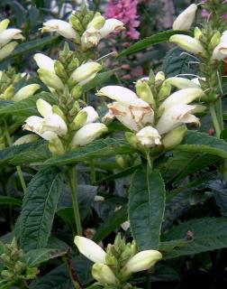 Chelone obliqua 'Alba' – Fehér gerlefej