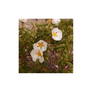 Cistus x loretii – Szuhar