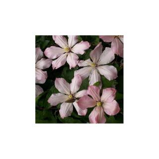 Clematis 'Ai-Nor' – Iszalag (púder rózsaszín virágú)