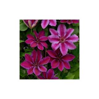 Clematis 'Akaishi' – Iszalag (sötét rózsaszín, szimpla)