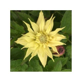 Clematis 'Amber'® – Iszalag