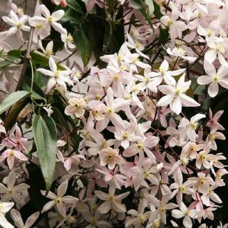 Clematis armandii 'Apple Blossom' – Örökzöld világos rózsaszín iszalag