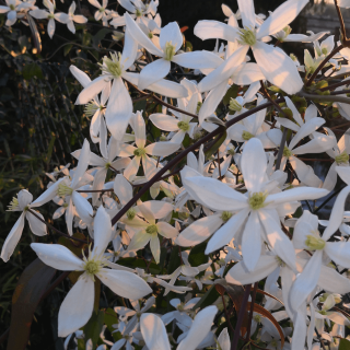 Clematis armandii – Örökzöld fehér iszalag