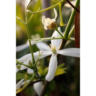 Clematis armandii 'Snowdrift' – Örökzöld fehér iszalag