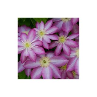 Clematis 'Asao' – Iszalag (vöröses rózsaszín virágú)