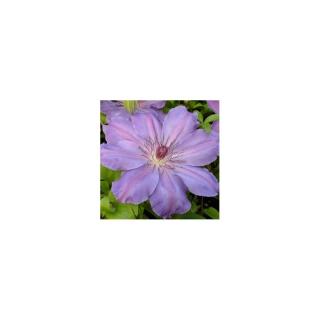 Clematis 'Baltyk' - Iszalag (ibolyakék virágú, halvány csíkkal)