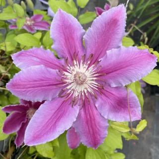 Clematis 'Dr. Ruppel' - Iszalag (sötét rózsaszín, kárminpiros csíkokkal)