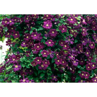 Clematis 'Etoile Violette' - Mélylila iszalag