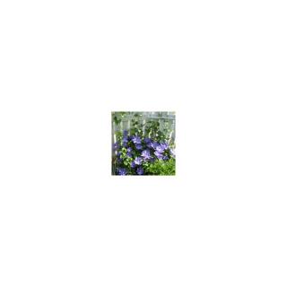 Clematis 'H. F. Young' - Iszalag (kék, szimpla vagy féltelt, nagyvirágú)