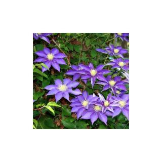 Clematis 'Hakuookan' – Iszalag (lila virágú)