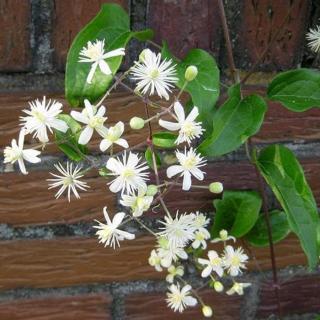 Clematis Hybriden vitalba – Erdei iszalag, erdei klemátisz