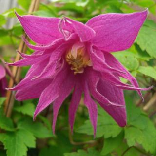 Clematis 'Imke®' - Iszalag