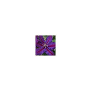 Clematis 'Julka' - Iszalag (nagy, sötétlila virágú, bíbor csíkokkal)