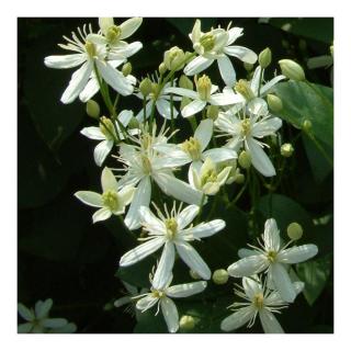 Clematis mandshurica – Mandzsu iszalag