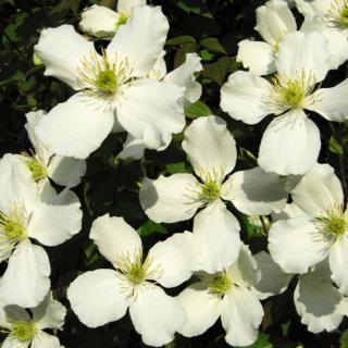 Clematis montana 'Alba' - Iszalag (fehér)