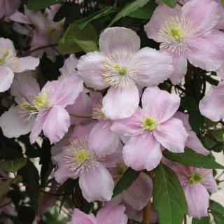 Clematis montana 'Mayleen' – Hegyi iszalag (mély rózsaszín, illatos)