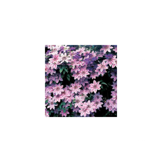 Clematis 'Nelly Moser' - Rózsaszín iszalag
