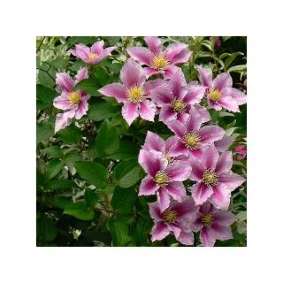 Clematis 'Pilu' – Iszalag (lila, rózsaszín csíkos virágú)