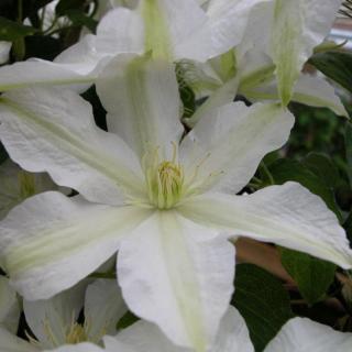 Clematis 'Roko-Kolla' - Iszalag (nagy, fehér virágú, krémsárga csíkkal)
