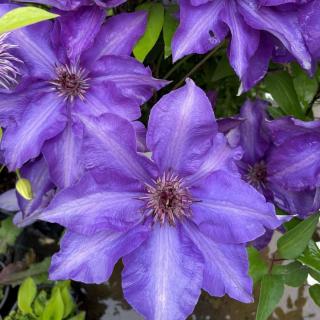 Clematis 'The President' - Kék iszalag