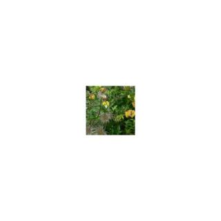 Clematis tibetana subsp. tangutica (syn.: Clematis tangutica) – Mongol iszalag (sárga)