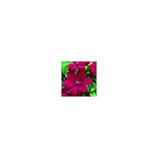 Clematis 'Westerplatte' - Iszalag (piros)