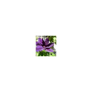 Clematis 'Wildfire' - Iszalag (sötétlila virágú, bíbor csíkokkal)