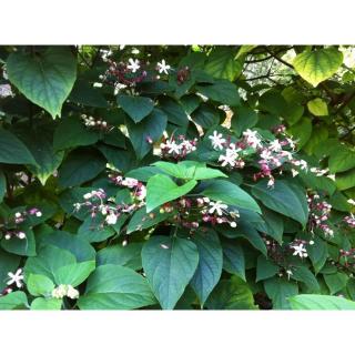 Clerodendrum trichotomum var. fargesii - Kései végzetfa