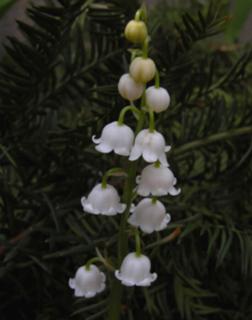 Convallaria majalis – Gyöngyvirág