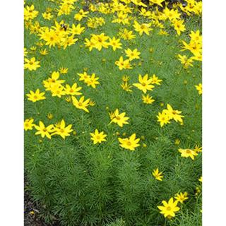 Coreopsis verticillata 'Zagreb' - Keskenylevelű menyecskeszem (sárga)