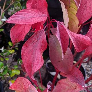 Cornus alba 'Baton Rouge'® – Fehér som