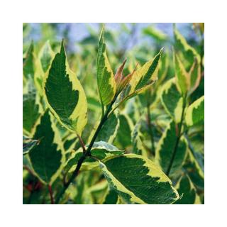 Cornus alba 'Cream Cracker' – Fehér som