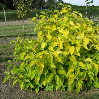 Cornus alba 'Neon Burst' – Fehér som