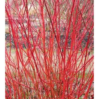 Cornus alba 'Sibirica' - Fehér virágú, vörös vesszejű som