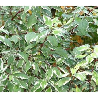 Cornus alba 'Sibirica Variegata' - Fehértarka som