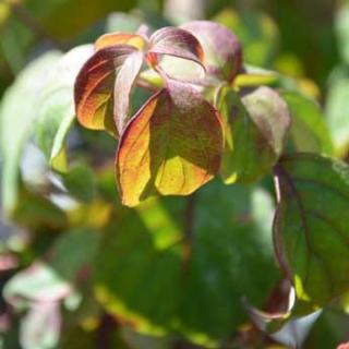 Cornus alternifolia 'Andre Giraud' – Som