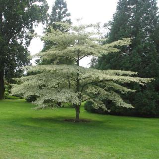 Cornus alternifolia 'Argentea' – Som