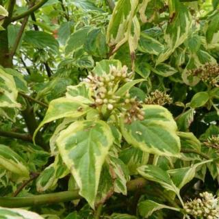 Cornus alternifolia 'Goldfinch' – Som