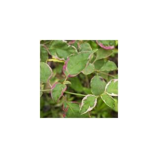 Cornus alternifolia 'Pinky Spot' – Som