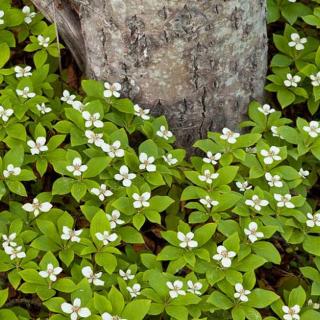 Cornus canadensis – Kanadai som